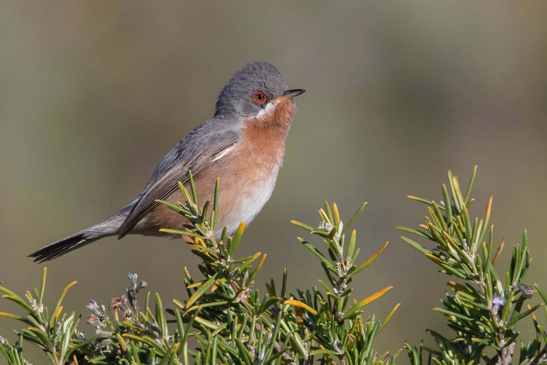 Curruca carrasqueña (Sylvia cantillans)