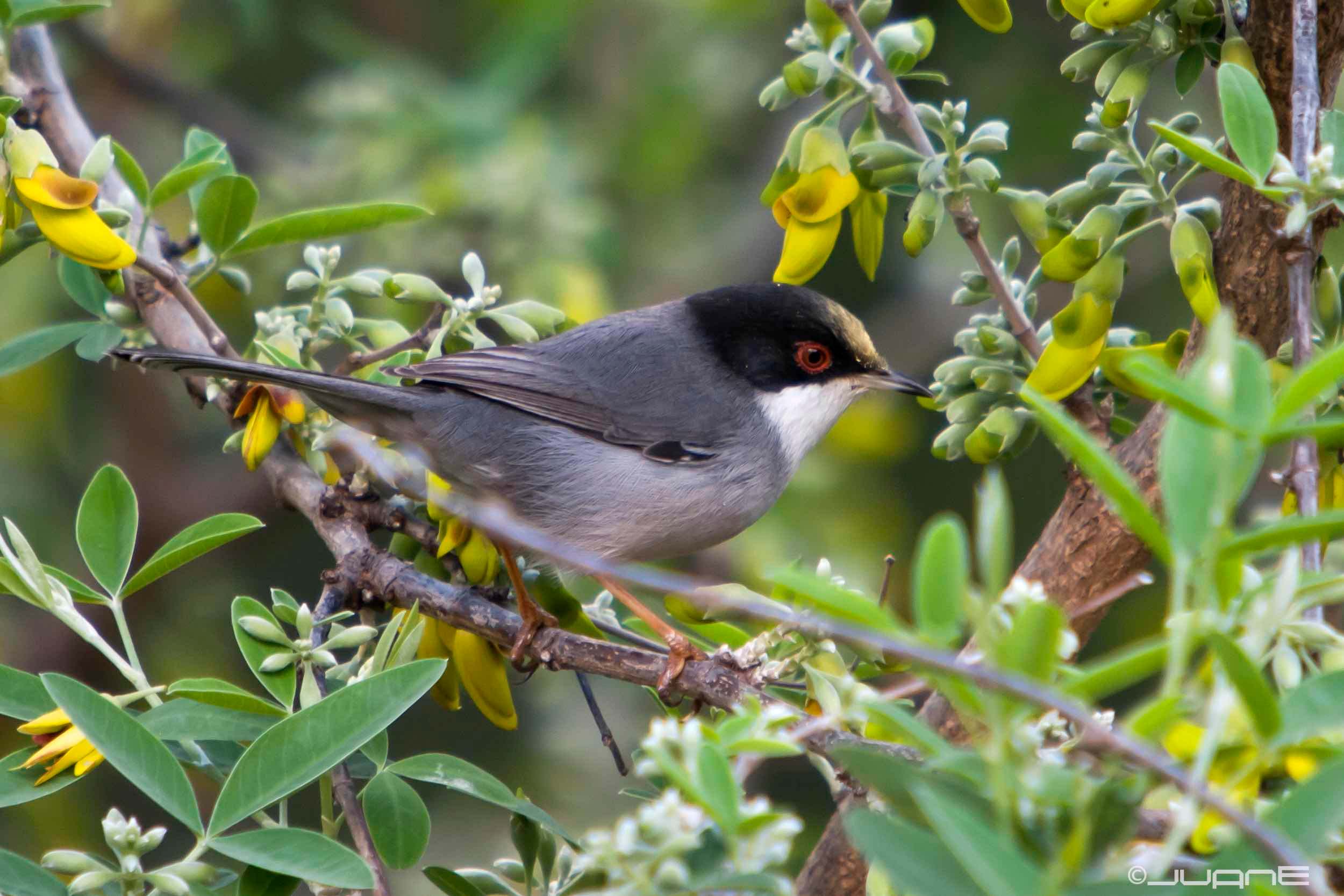 Curruca cabecinegra (Sylvia melanocephala)