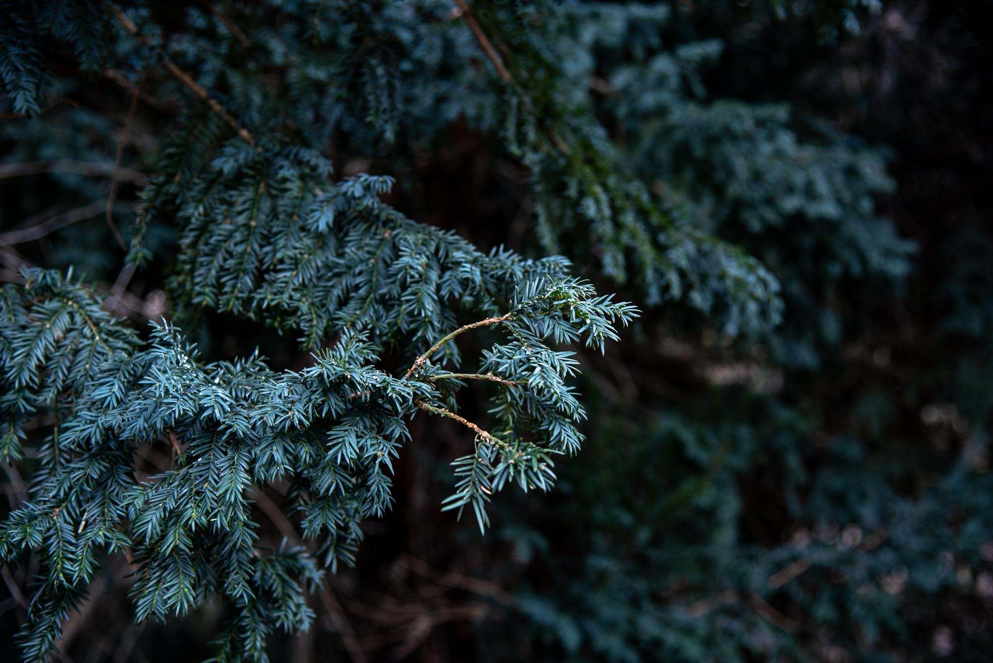 Tejo (Taxus baccata) chorro navalucillos