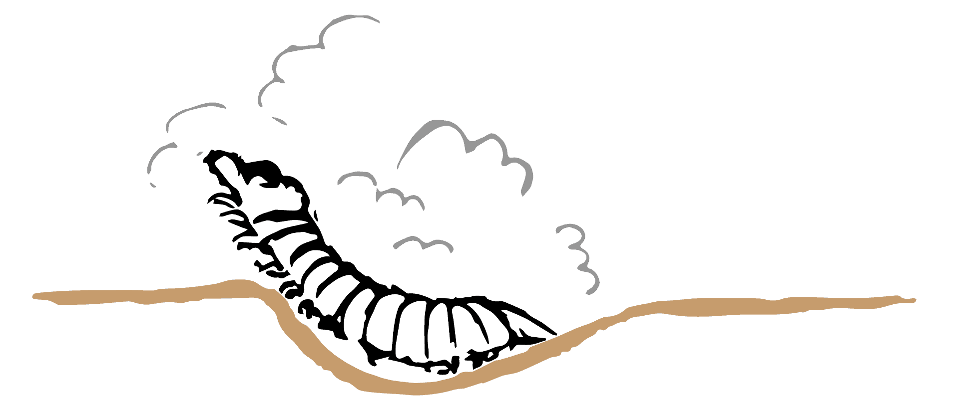 Ilustración lateral de la formación de la cruziana por el trilobites