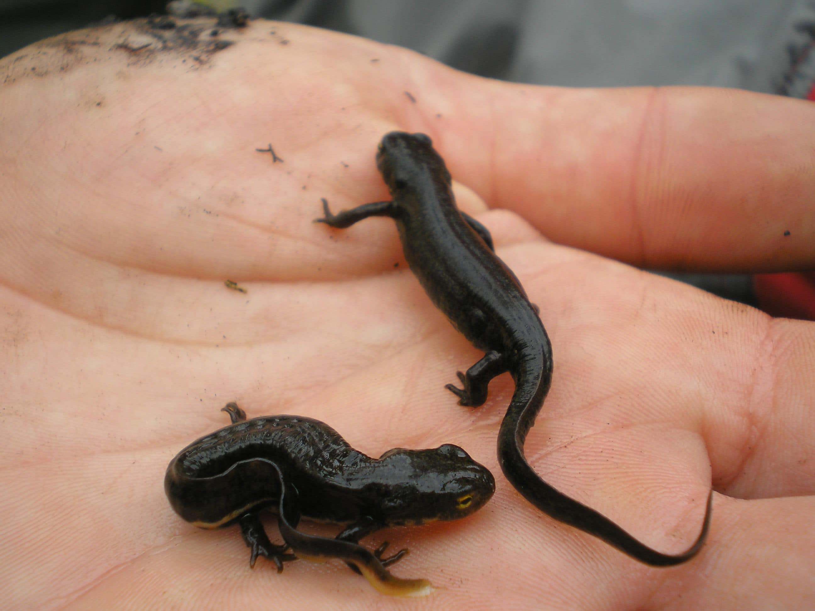 Tritón ibérico (Triturus boscai)
