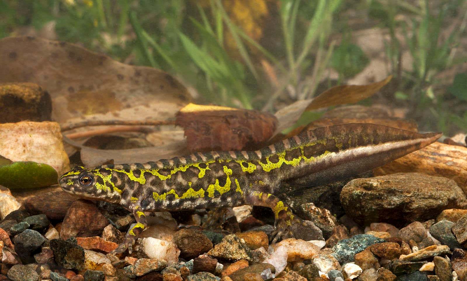 Tritón jaspeado pigmeo (Triturus pygmaeus)