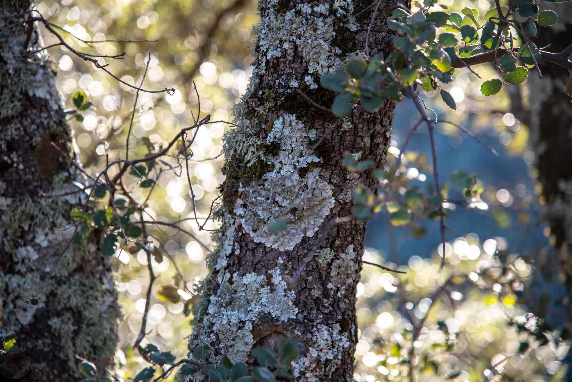 Tronco de encina. encinares