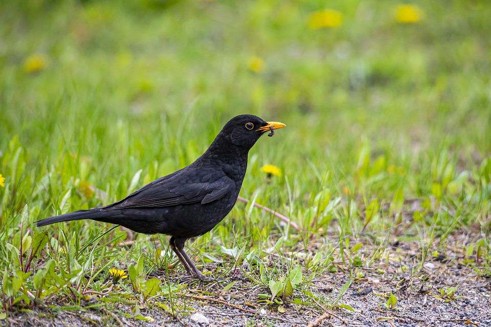 Mirlo (Turdus merula) ave de bosque esclerófilo en cabañeros