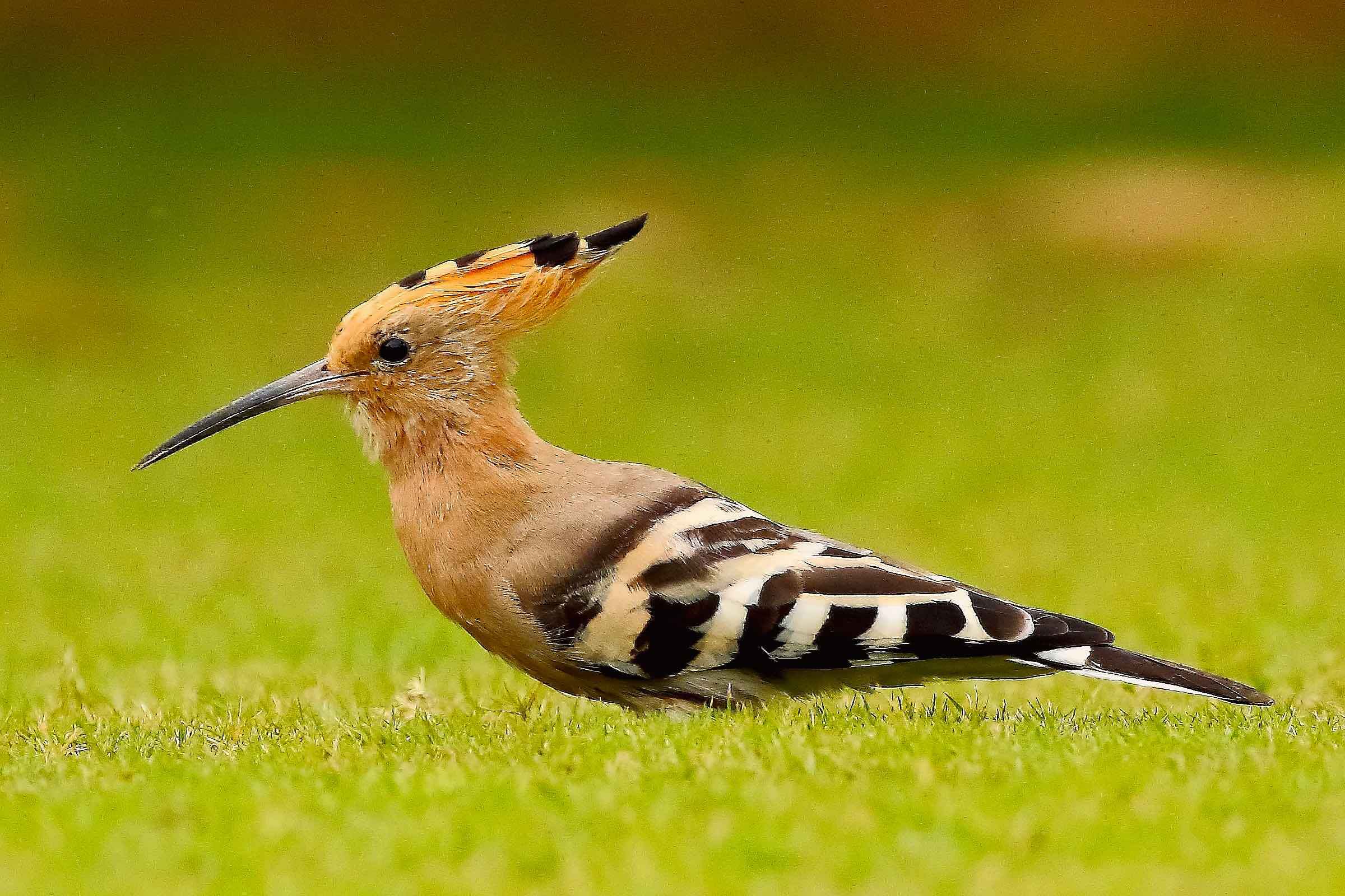 Abubilla (Upupa epops)