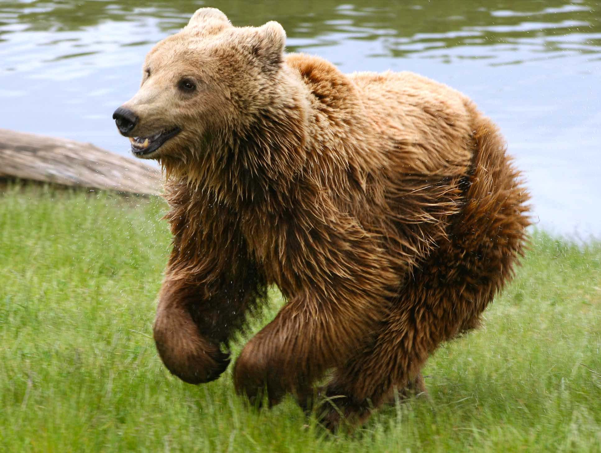 Oso pardo (Ursus arctos) mamifero