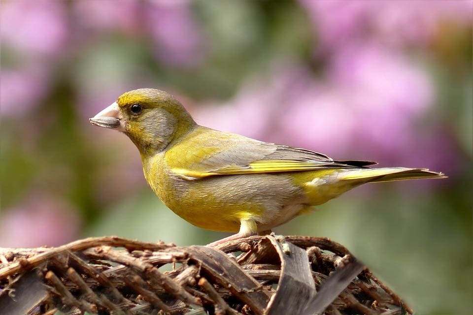 Verderón común (Chloris chloris)