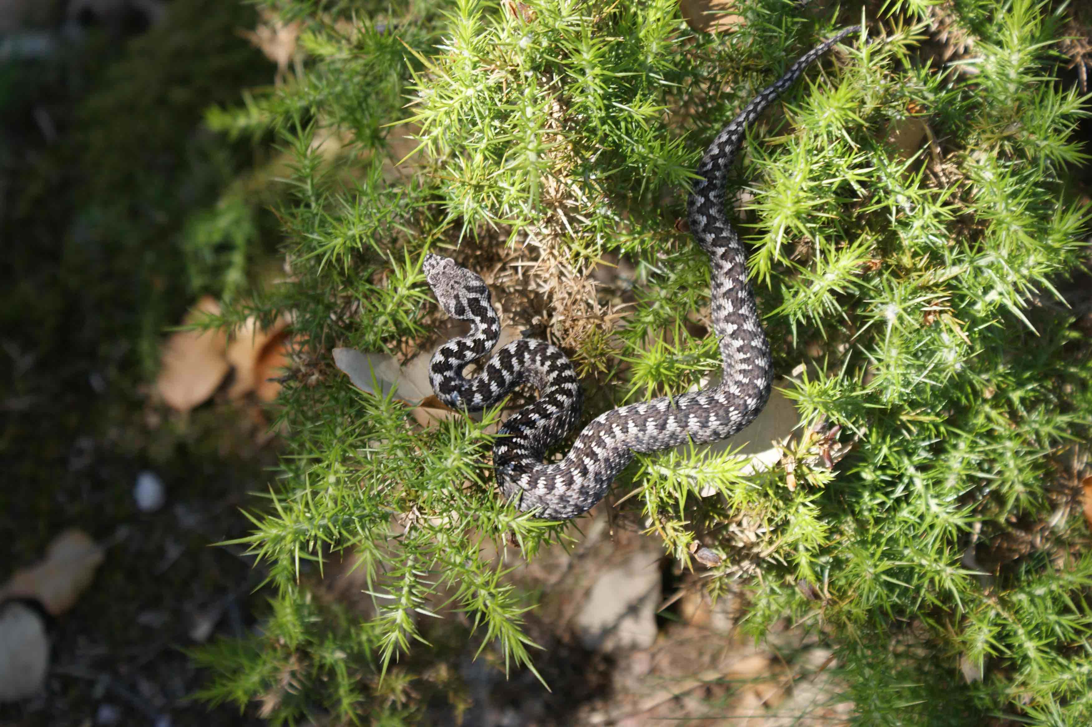 Víbora hocicuda (Vipera latastei)