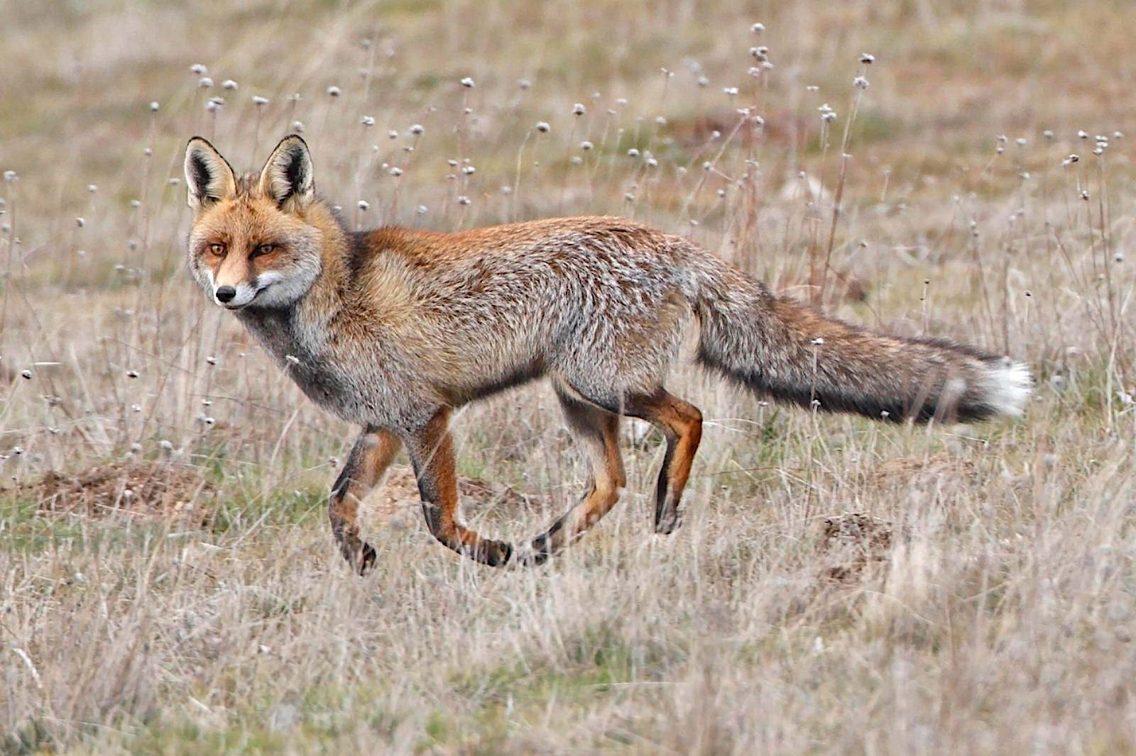 Zorro (Vulpes vulpes) mamífero