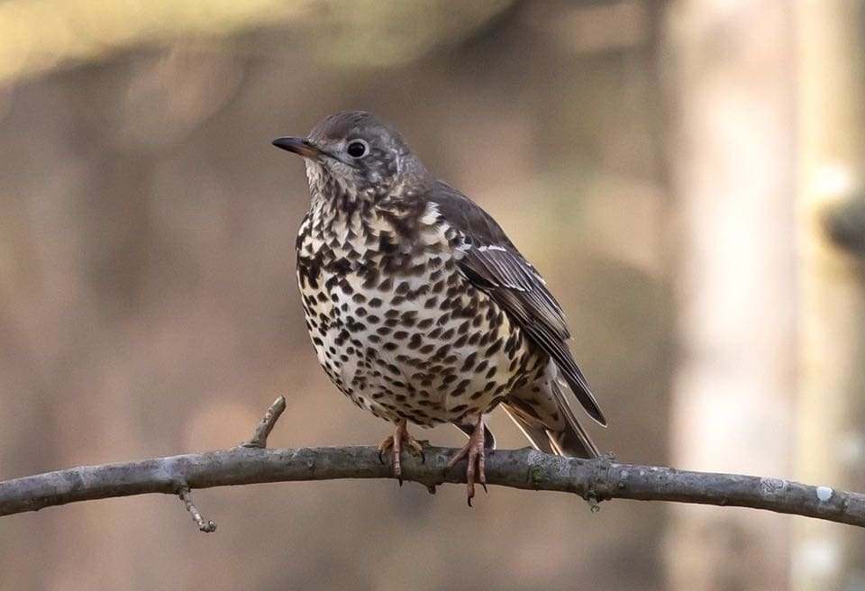 Zorzal charlo. (Turdus viscivorus).